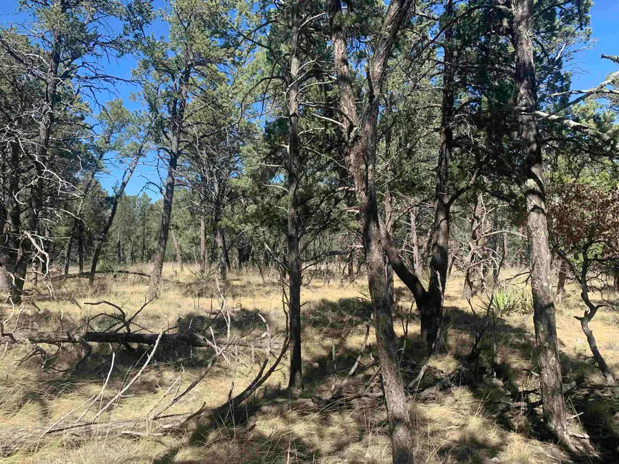 Lt44 Norwood Dr, Timberon, NM 88350 - #3