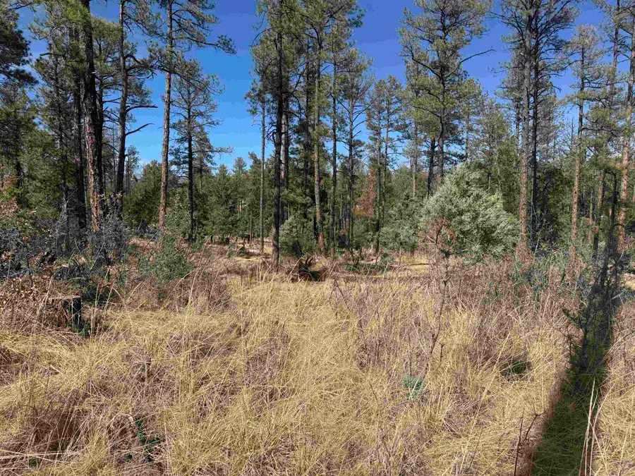 Paradise Valley Dr, Timberon, NM 88350-0000 - #3