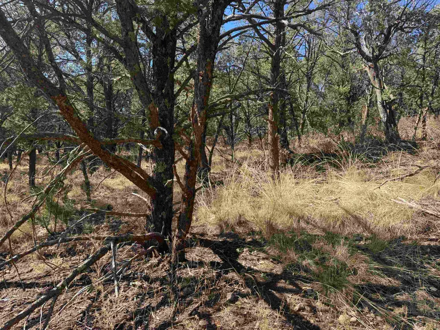 Mackerel Dr, Timberon, NM 88350-0000 - #3