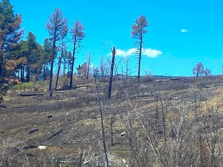 Dry Creek DR, Timberon, NM 88350 - #2