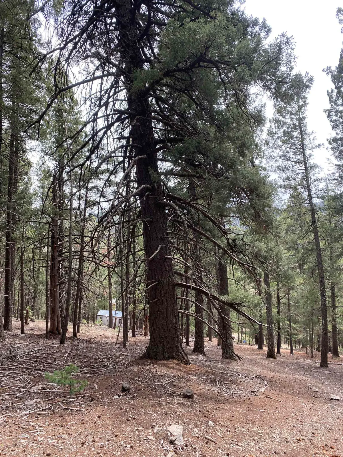 Squirrel Ln, Cloudcroft, NM 88317-0000 - #1