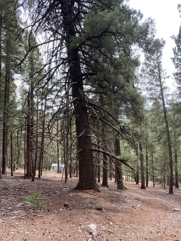 Squirrel Ln, Cloudcroft, NM 88317-0000