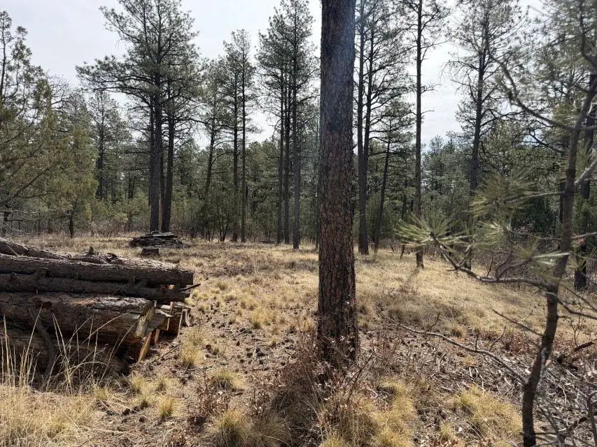 79 Riverside Rd, Timberon, NM 88350 - #1