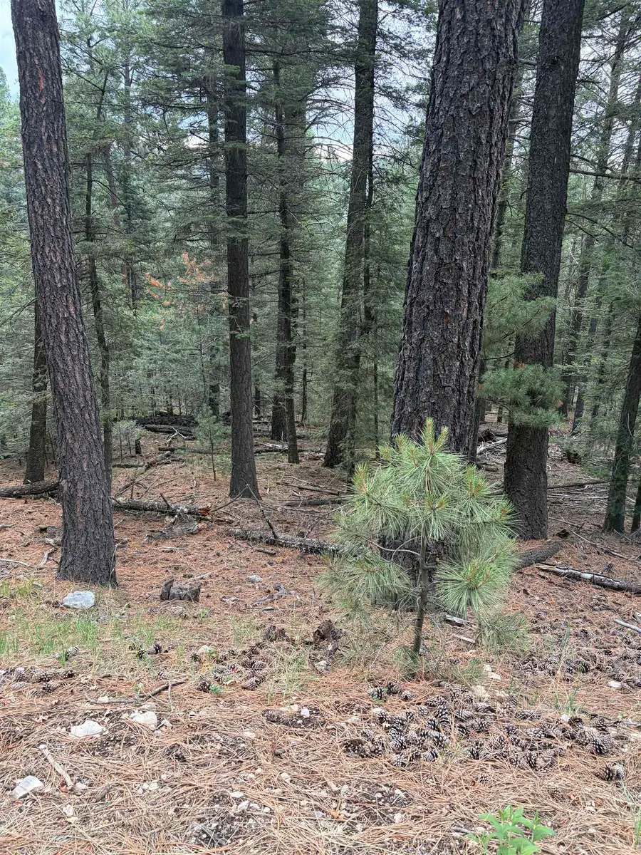 Juniper, Mayhill, NM 88339-0000 - #2