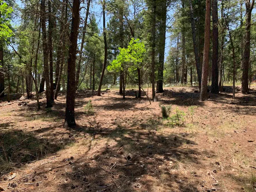 7 Timber Wolf, Mayhill, NM 88339 - #3