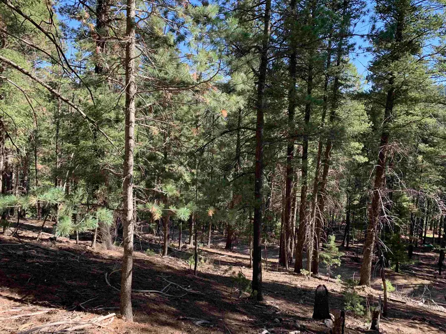 79 Lodge Spring Rd, Cloudcroft, NM 88317 - #3