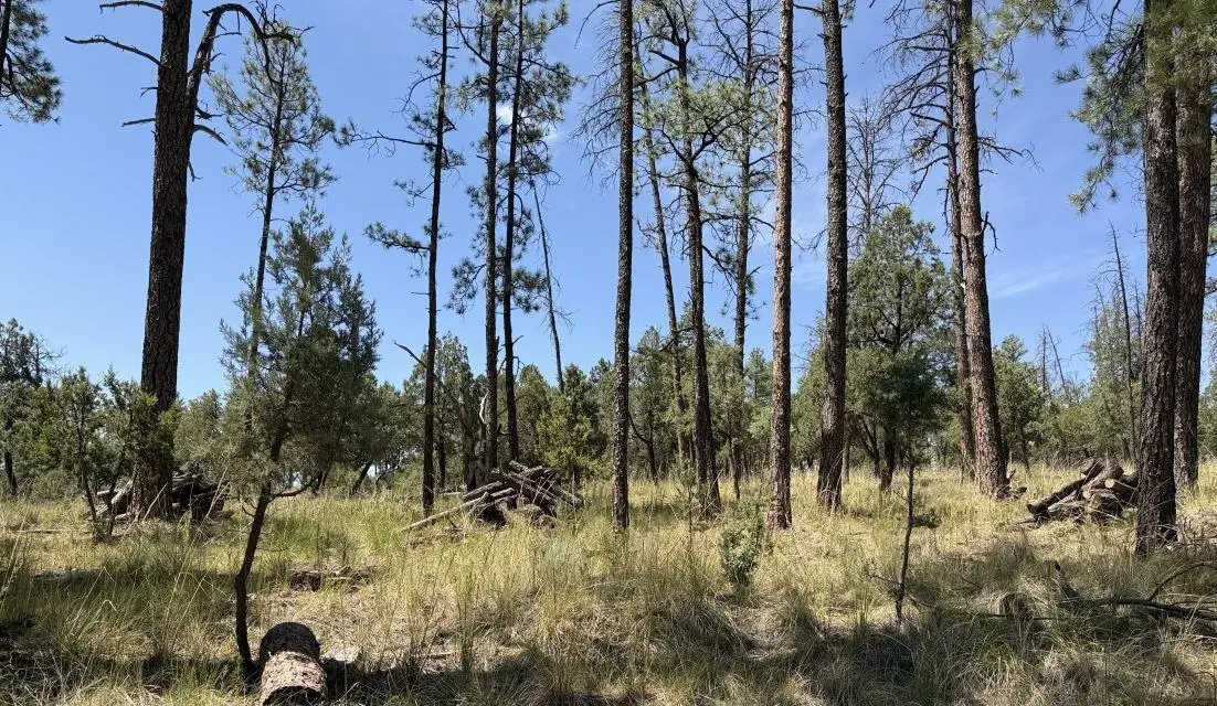 82 Paradise Valley Dr, Timberon, NM 88350 - #1
