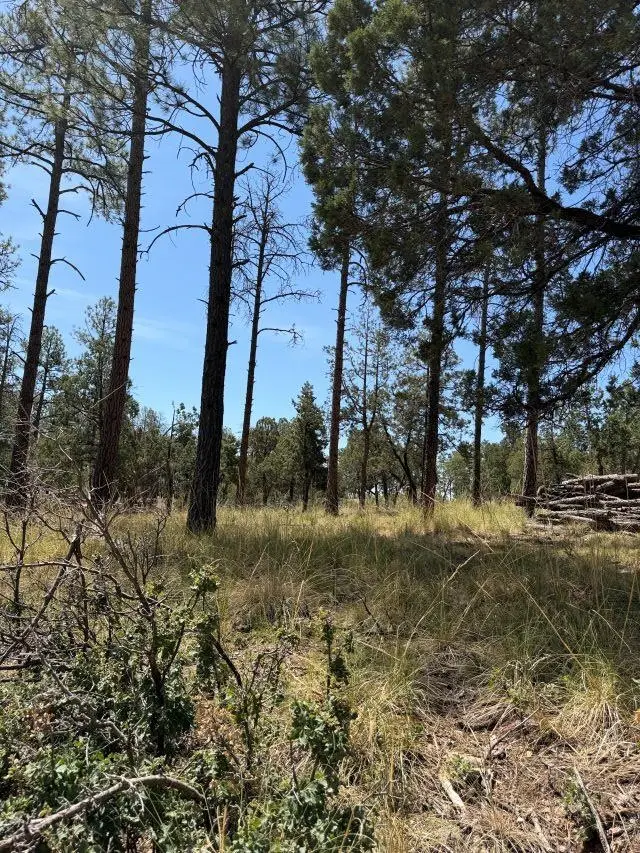 82 Paradise Valley Dr, Timberon, NM 88350 - #3