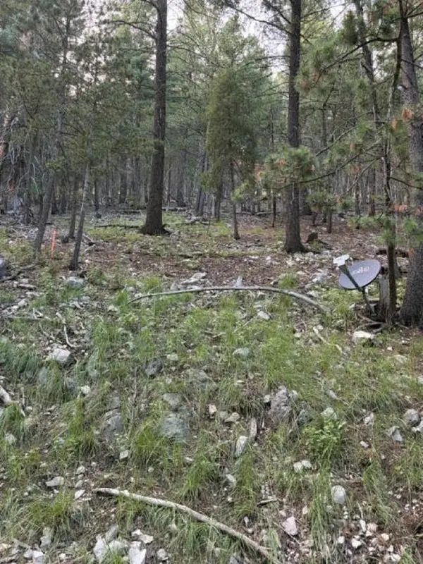 Squirrel, Cloudcroft, NM 88317-9800