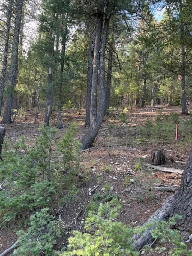 Woodchuck, Cloudcroft, NM 88317-9800 - #1