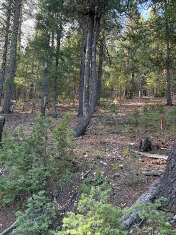 Woodchuck, Cloudcroft, NM 88317-9800