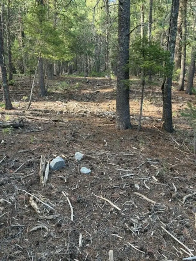 Woodchuck, Cloudcroft, NM 88317-9800 - #2