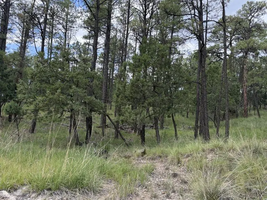 Gunnison Way, Timberon, NM 88350 - #3