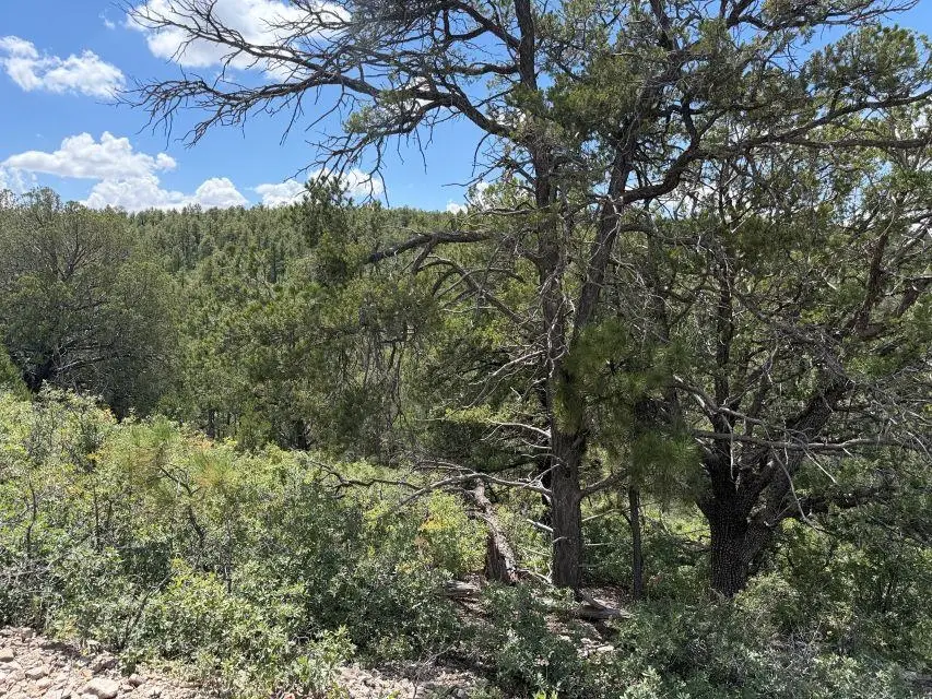 Trinidad Ave, Timberon, NM 88350 - #2