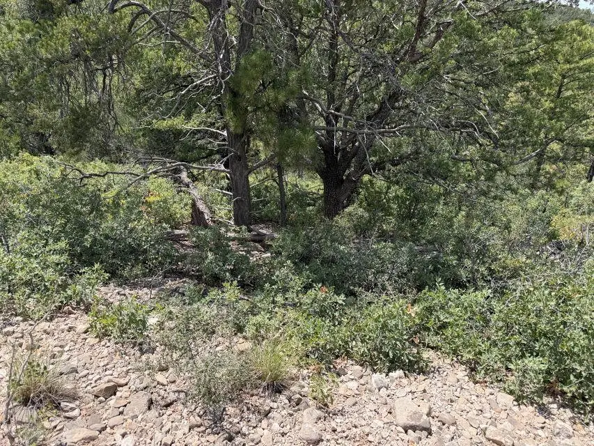 Trinidad Ave, Timberon, NM 88350 - #3