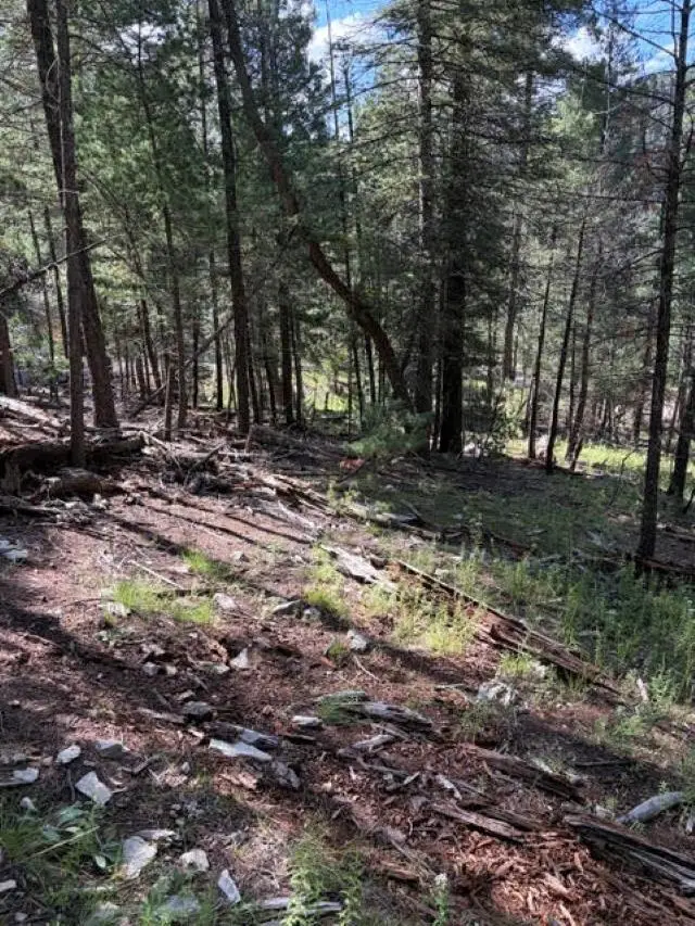 Dry Canyon Rd, Cloudcroft, NM 88317 - #1