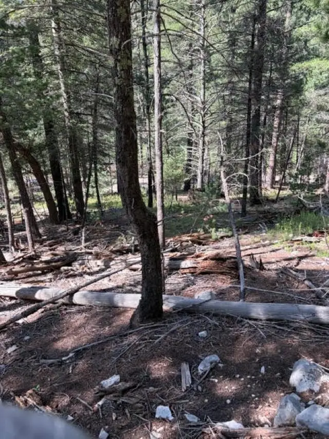 Dry Canyon Rd, Cloudcroft, NM 88317 - #2