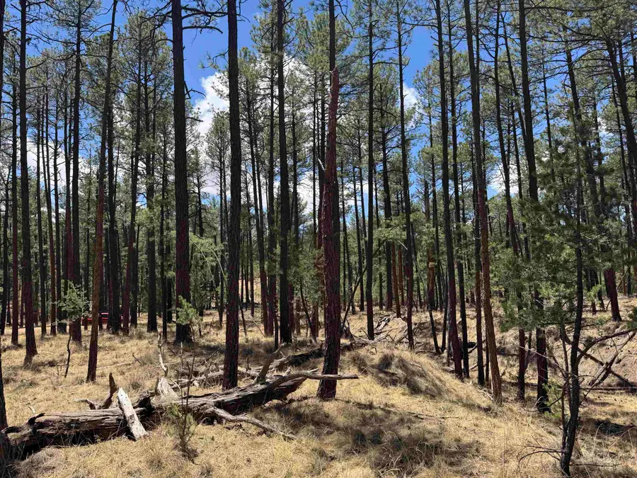 Balkans DR, Timberon, NM 88350 - #2