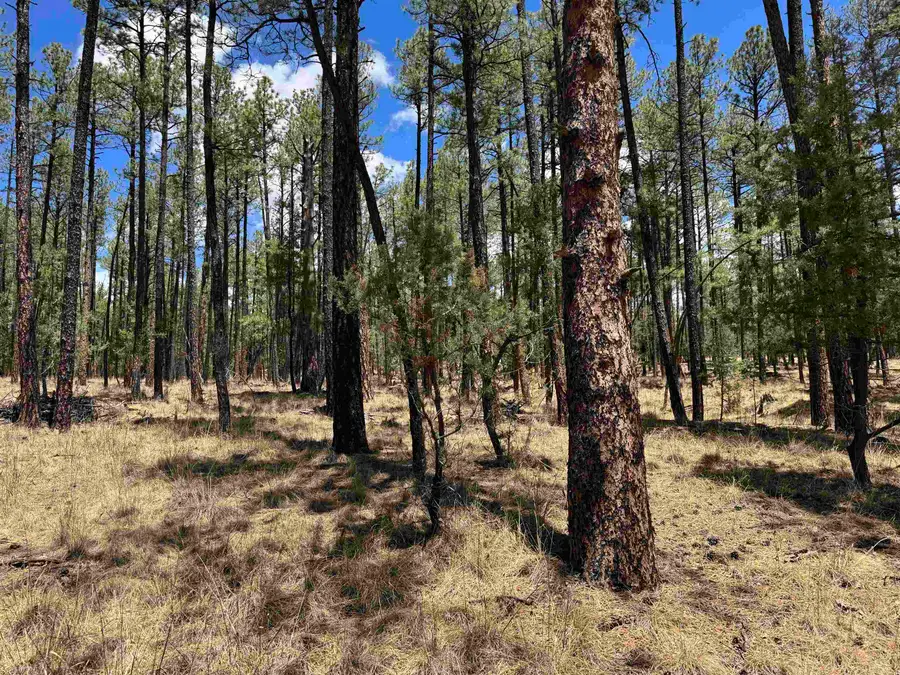 Balkans DR, Timberon, NM 88350 - #3