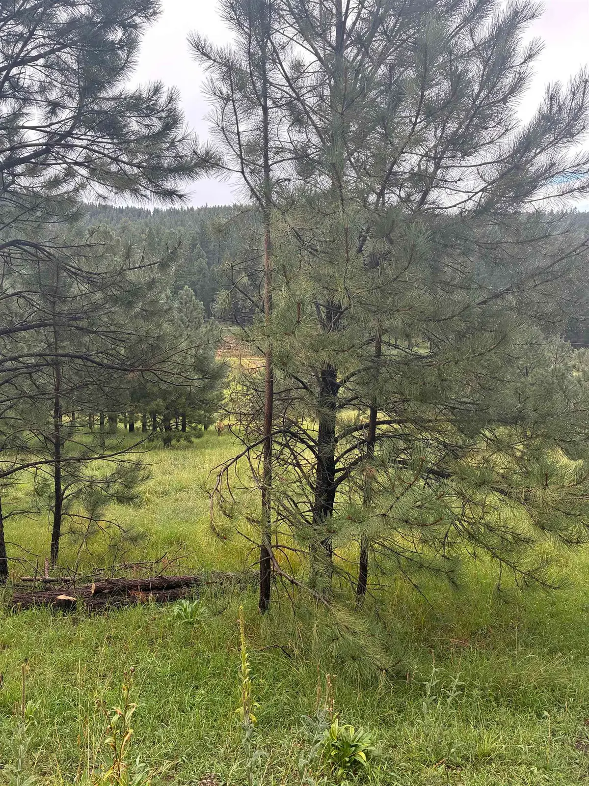 Trading Post Rd, Cloudcroft, NM 88317 - #1