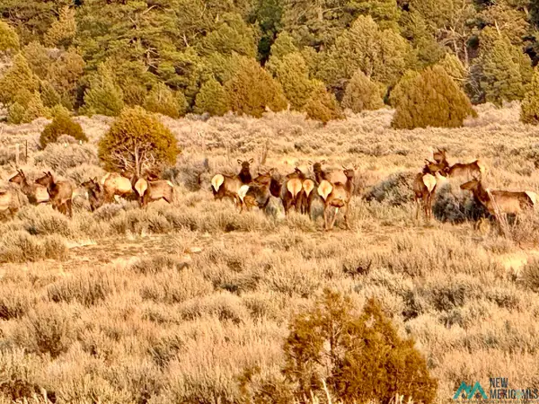 Highway 96 & 595 Highway, Regina, NM 87017