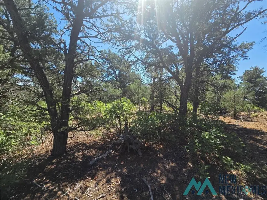 0 Lot 16, Unit 4 Road, Tierra Amarilla, NM 87575 - Image #3