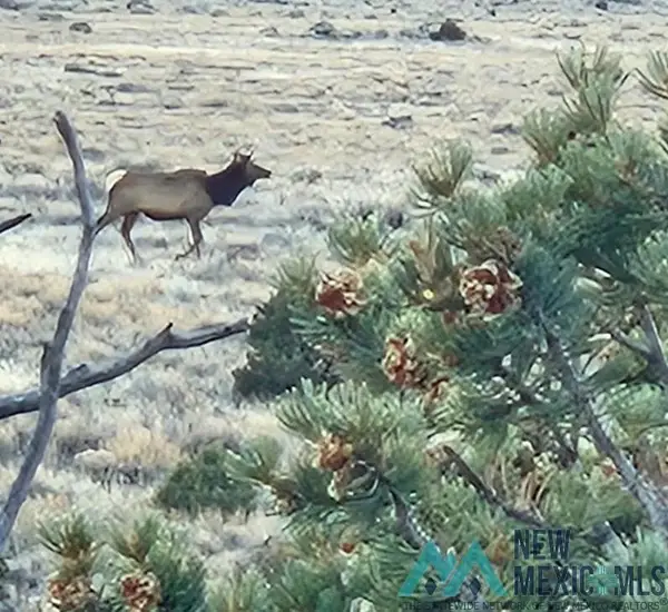 TBD Highway 285, Tres Piedras, NM 87577