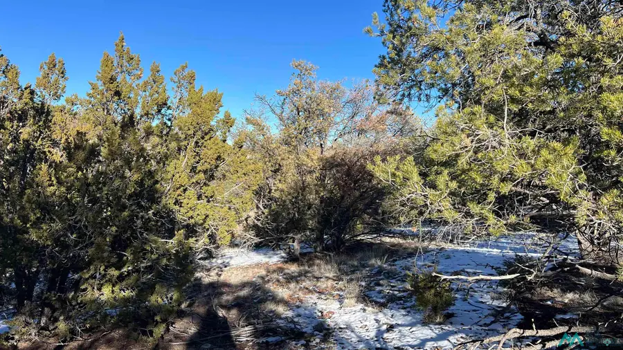 TBD Chamisa Trail Road, Quemado, NM 87829 - #3