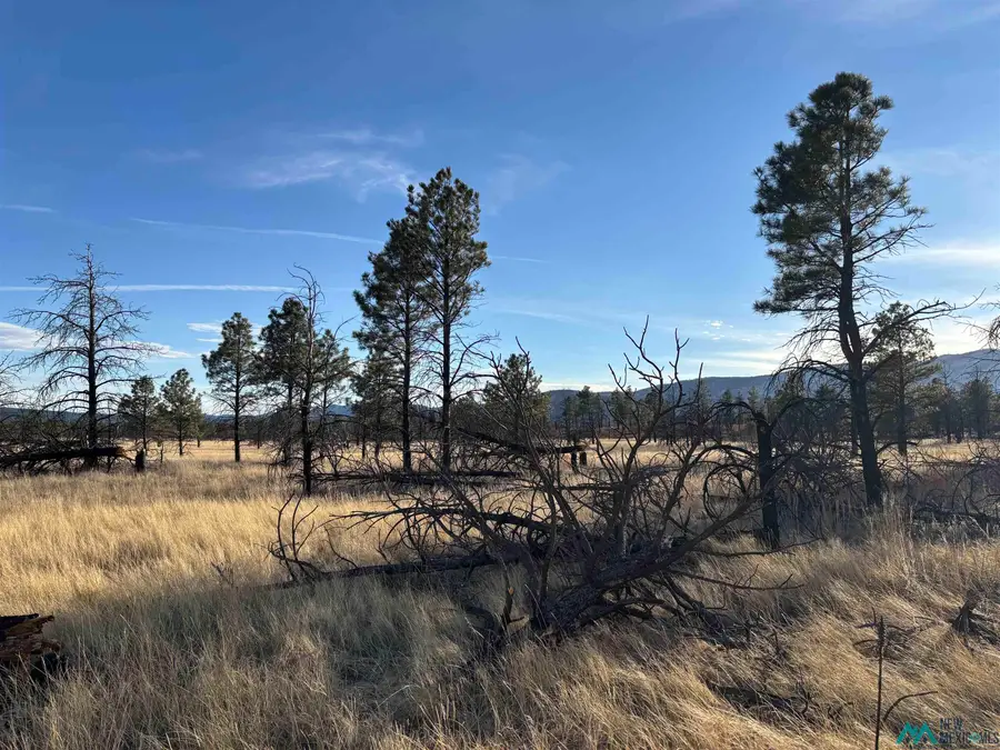 20 Acres Falls Creek Meadow County Rd A16c Road, Mineral Hill, NM 87701 - #3