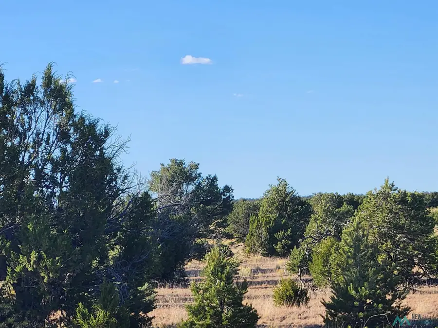Mangas Road, Datil, NM 87821 - #2