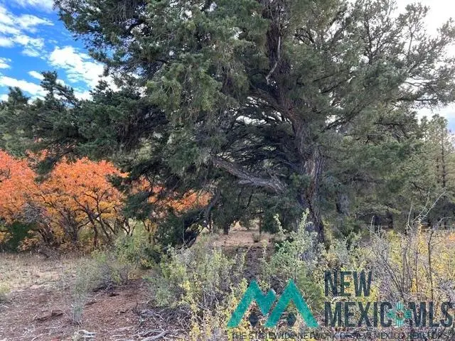 1 Forest Rd100 Rd, Youngsville, NM 87064 - #2