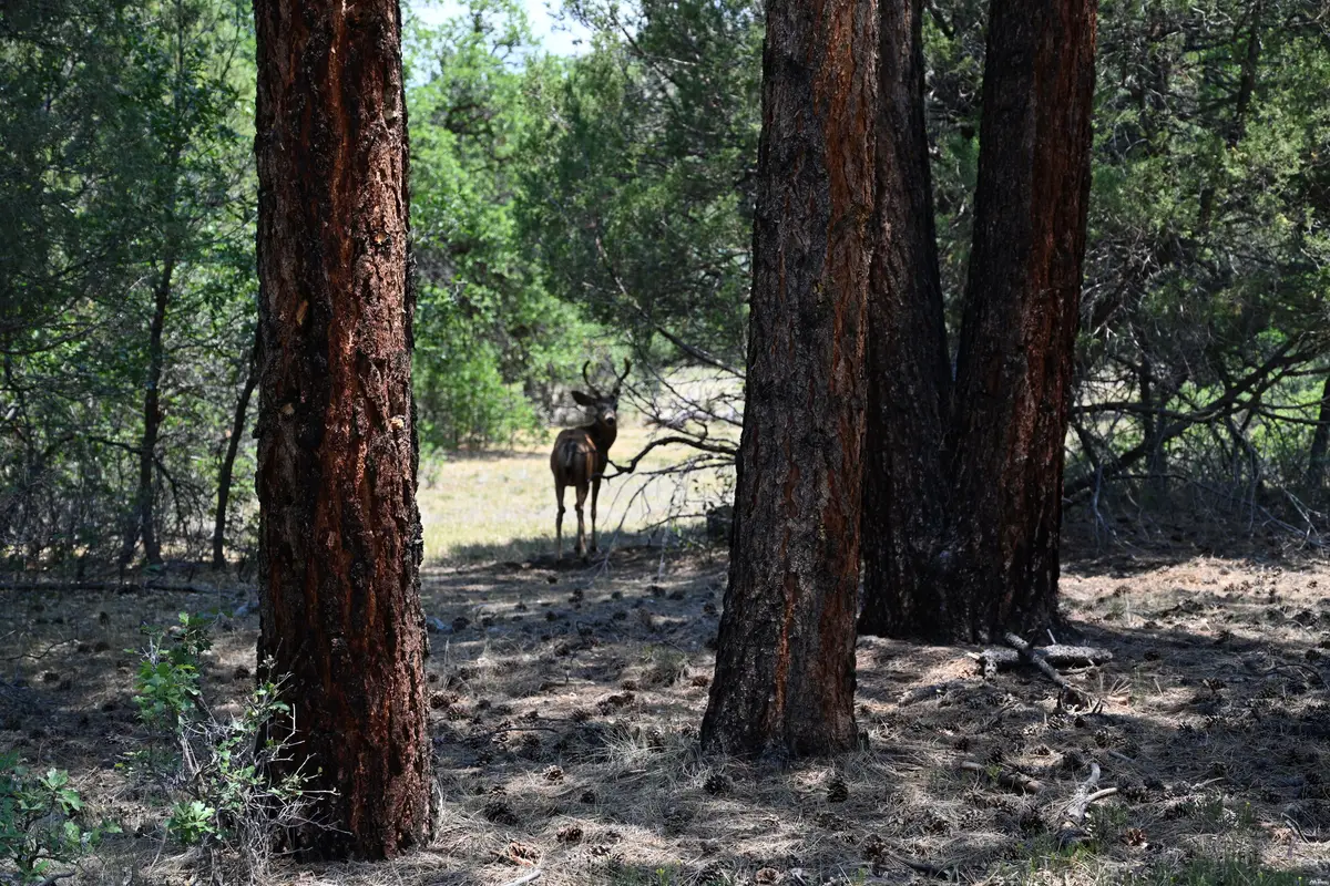 4 The Forks Rd Rd, Chama, NM 87520 - #1