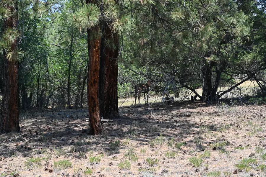 4 The Forks Rd Rd, Chama, NM 87520 - #3
