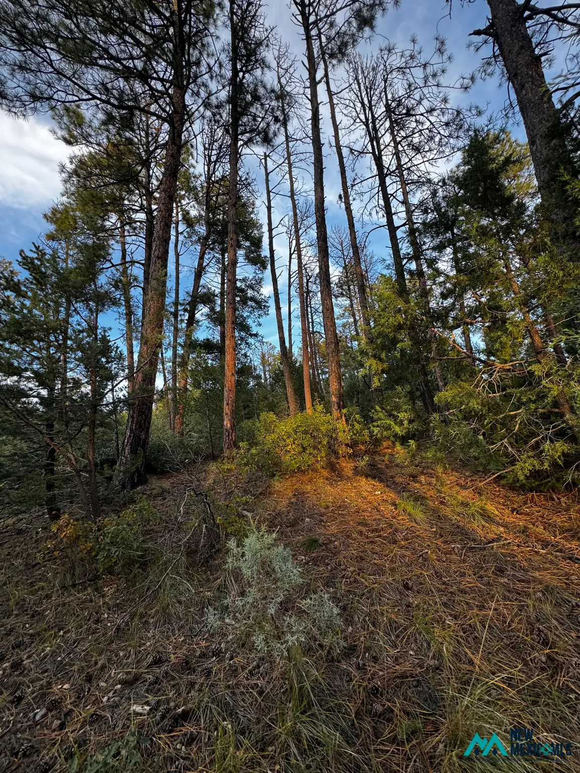 37 Huff Ave, Cloudcroft, NM 88350 - #1