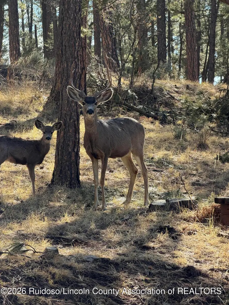 102 Porr Drive, Ruidoso, NM 88345 - #3