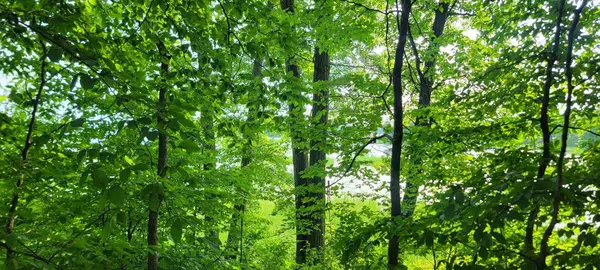 TBD Lakeview Drive, Cushing, MN 56443