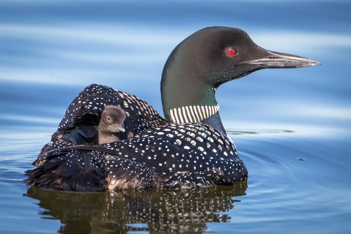 301xx 513th Avenue, Leaf Lake, MN 56571 - Image #1