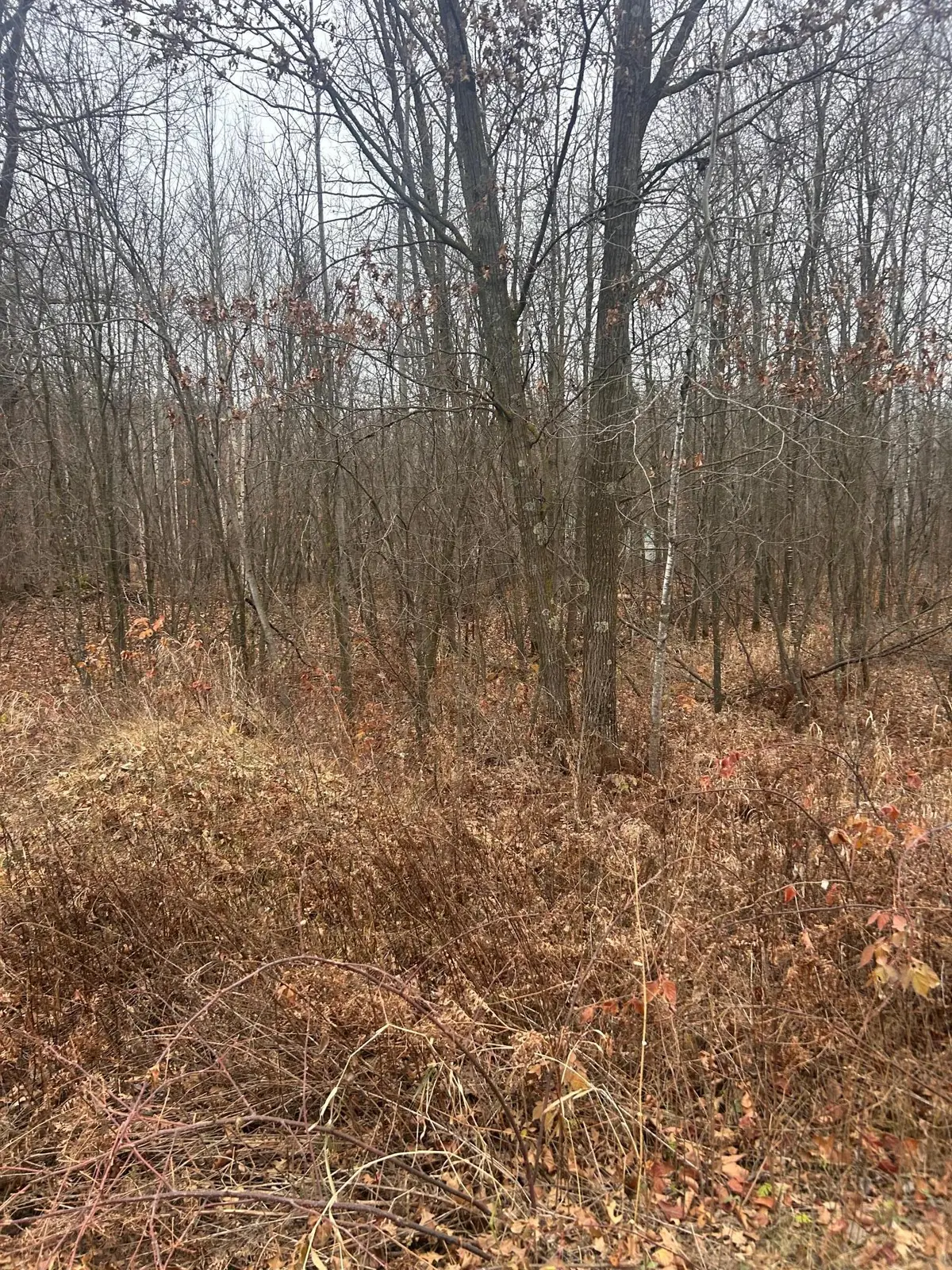 TBDx Lake Camile, Cushing Township, MN 56475 - Image #1