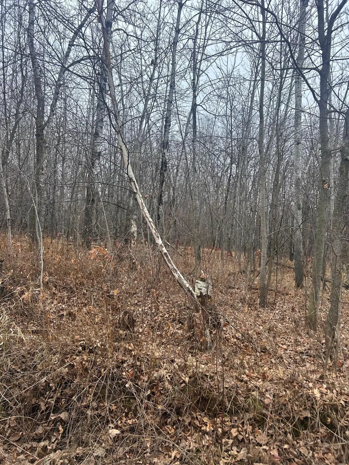 TBDx Golf Course Dr, Cushing Township, MN 56443 - Image #1