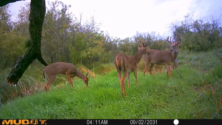 TBD 280th St, Sebeka, MN 56477 - Image #3