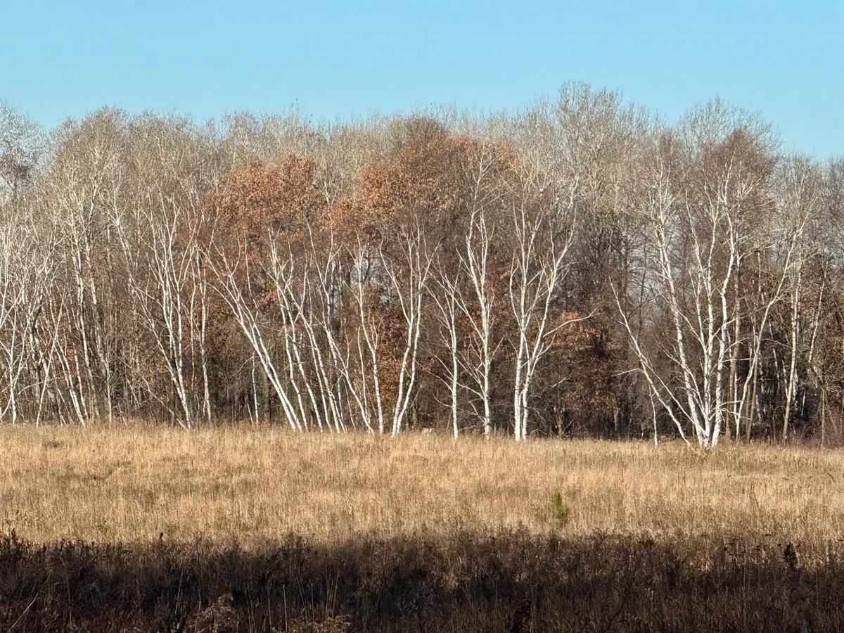 26XXX 175th Ave, Fort Ripley, MN 56449 - Image #1