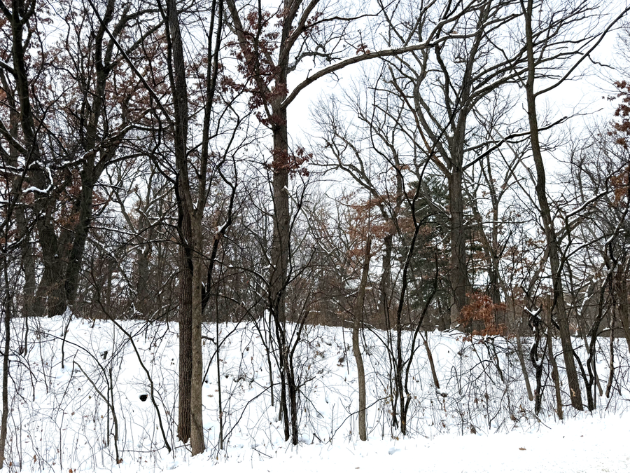 377 Totem Road, Saint Paul, MN 55119 - Image #2