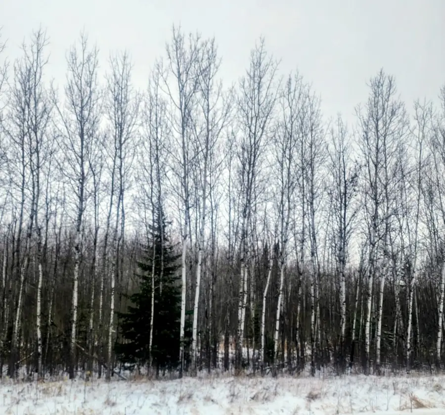 County Road 17 E County Road 17 E, Mizpah, MN 56660 - Image #2