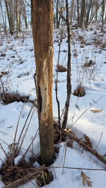 TBD Back Valley Road, Pepin, WI 54759 - #2