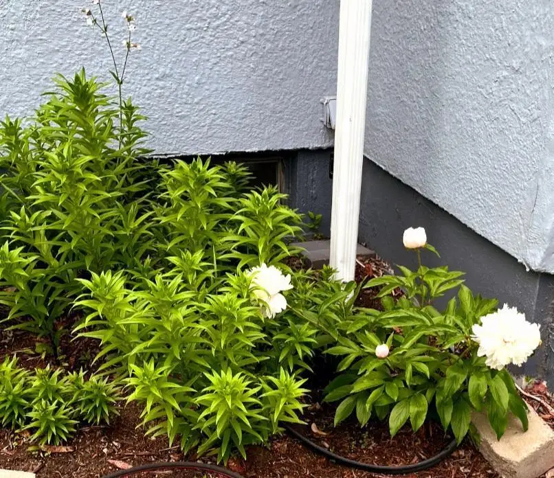 215 3rd Street Nw, Wadena, MN 56482 - #3