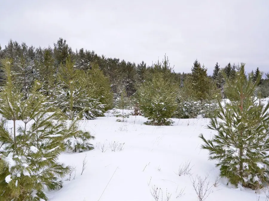 XXX 170th Street, Park Rapids, MN 56470 - #2