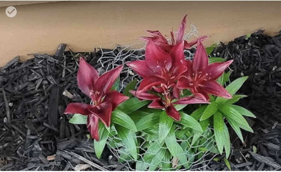 718 Stearns Avenue, Paynesville, MN 56362 - #3