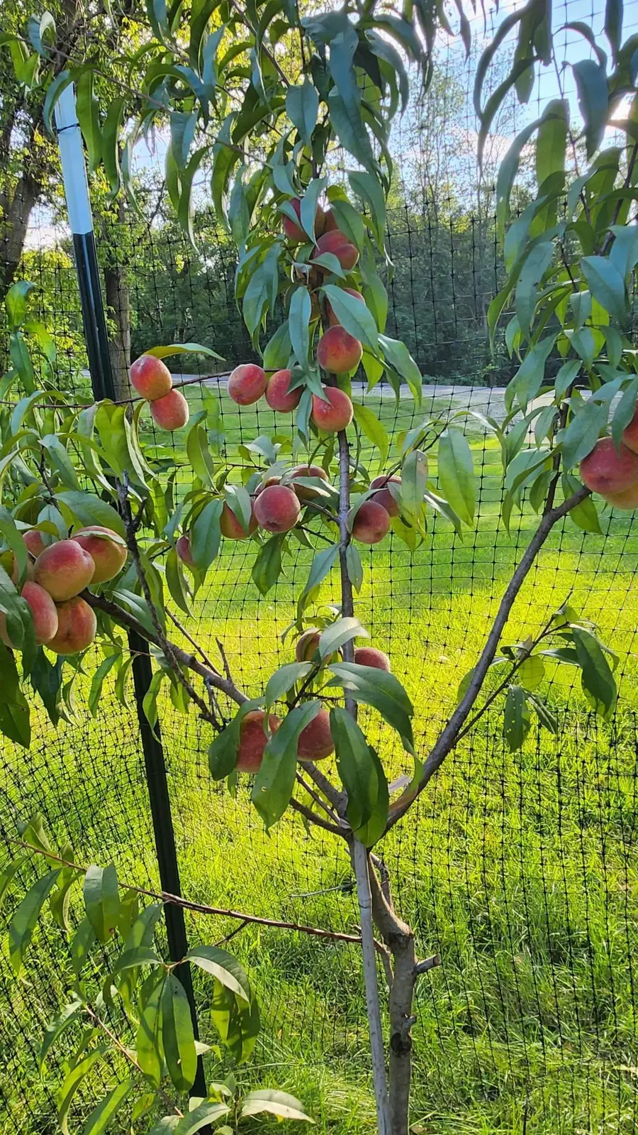 15123 Fox Street Nw, Andover, MN 55304 - #3