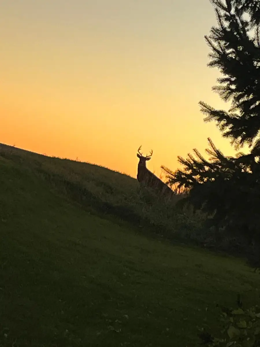 12520 440th Street, Wanamingo, MN 55983 - #3