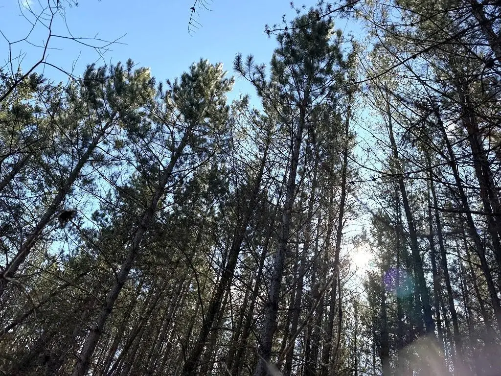 TBD Highway 64, Laporte, MN 56461 - #1